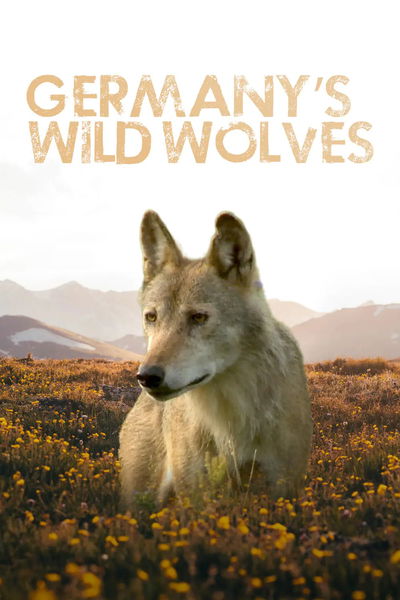 Germany's Wild Wolves - As They Really Are
