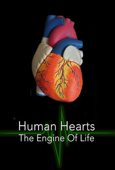 Human Hearts: The Engine of Life
