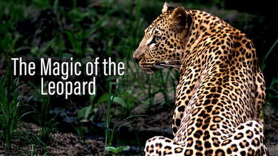 Die Magie des Leoparden