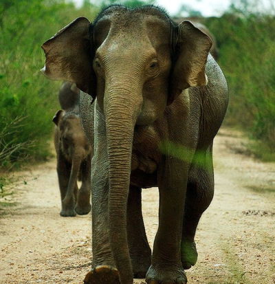 Sri Lanka: Island of Hope