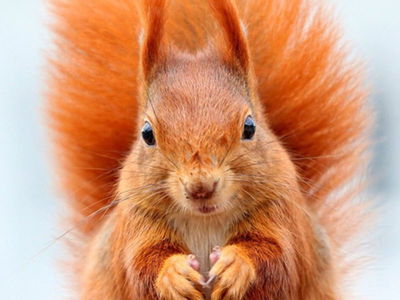 Secrets of Squirrels