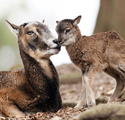 Corsica: Mountains in the Sea