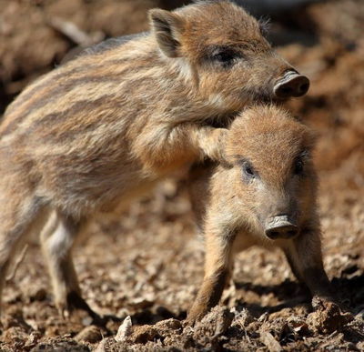 Wildschweine - Das Comeback