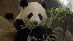 De kleine reuzenpanda vliegt uit (2022)