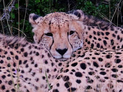 Südafrika: Harte Zeiten für Löwen und Geparde