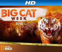 Big Cat Week (2012)
