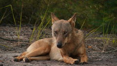 In Wolf Country (2023)