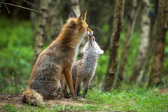 Wild op de Veluwe