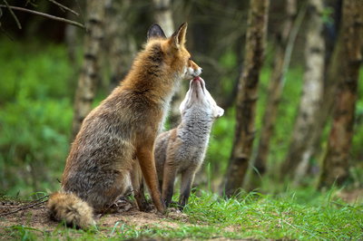 Wild op de Veluwe
