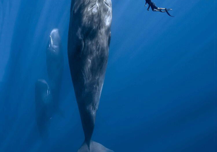 Beste Documentaires 2022 op Cinetree (november 2025)