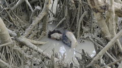 Resonance Spiral (2024)