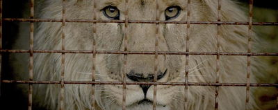 Checkpoint Zoo