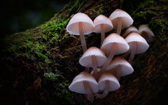 Fungi: The Web of Life (2023)