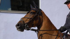 De fokkersdroom van Willie Wijnen