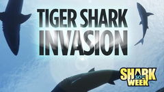 Tiger Shark Invasion