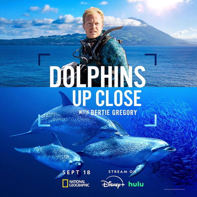 Dolphins Up Close with Bertie Gregory