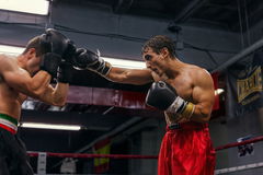 El Potro de Vallecas (2026)