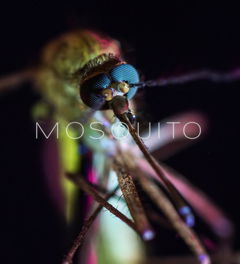 Mosquito (2017)