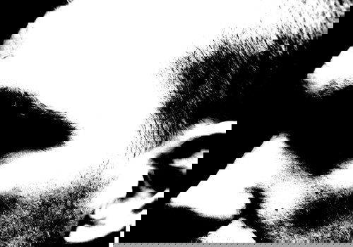 Beste Cabaretvoorstellingen 2006 (films in het genre cabaret)