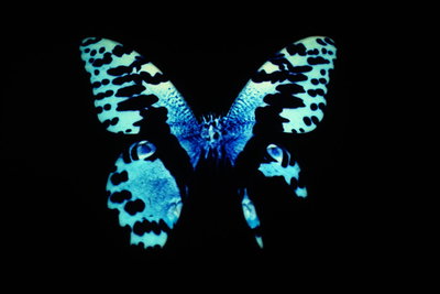 Butterfly Stories: Malaise II