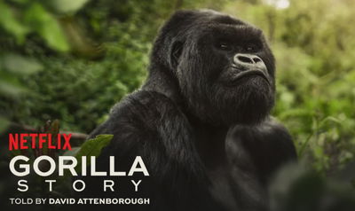 A Gorilla Story: Told by David Attenborough