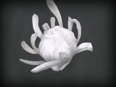 Chrysanthemum (2025)