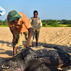 De geharde rug (2022)