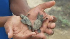 Het corioliseffect (2026)