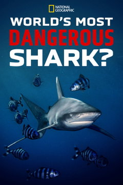 World's Most Dangerous Shark? (2021)