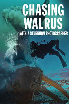 Chasing Walrus (With A Stubborn Photographer) (2023)