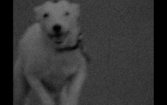 A Dog Called Discord (2023)