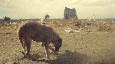 Dogs and Dust
