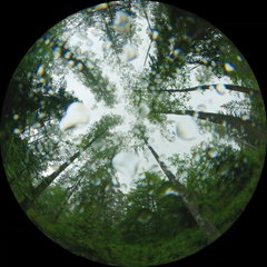 The Heart of the Forest (2026)