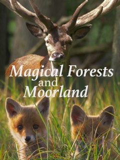 Magical Forests and Moorland (2021)