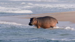 Surfing Hippos - Der Strand der Dschungeltiere (2026)