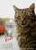 Kedi