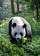 Pandas: The Journey Home