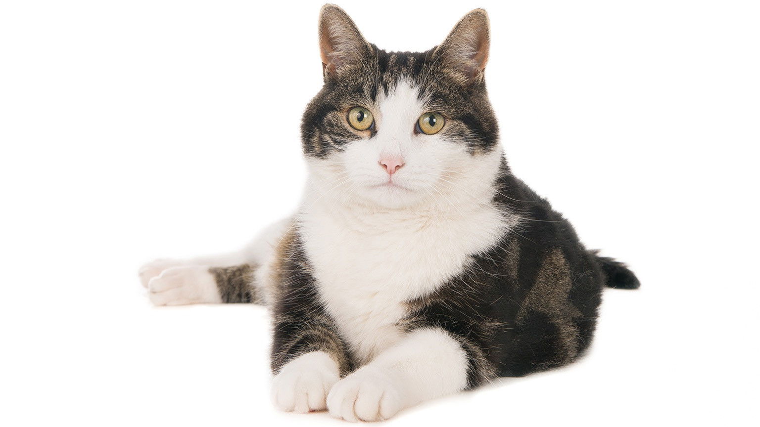 'Poeslief' roept iedereen op kattenfilmpjes te sturen