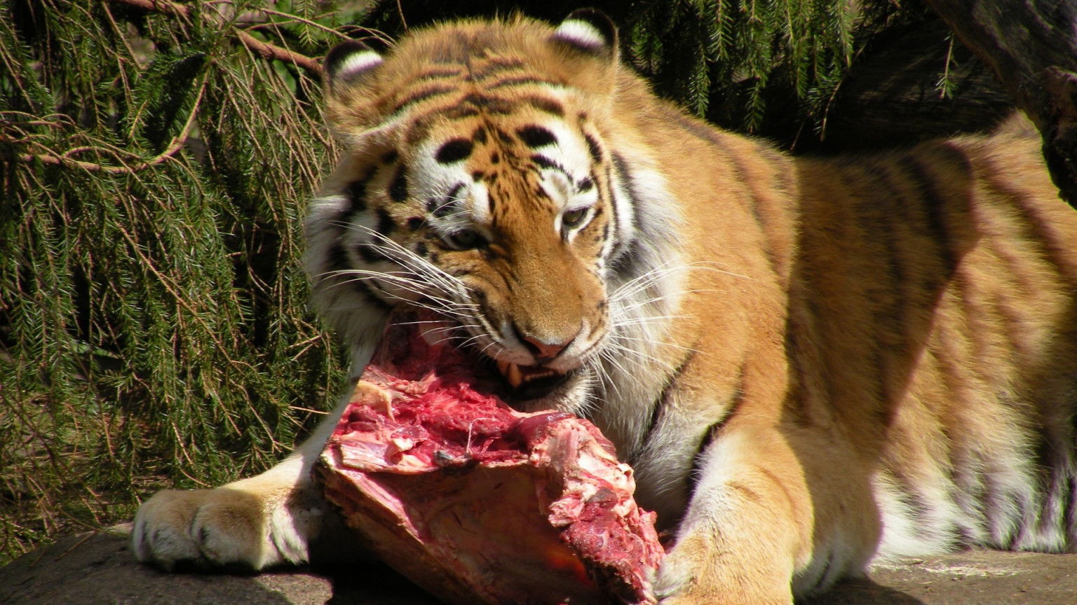 Politie onderzoekt 'Tiger King'-dierentuin na mogelijke vondst menselijke resten