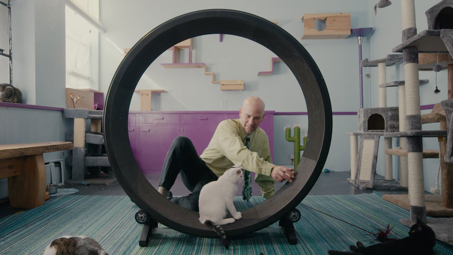 Kattenliefhebbers onder de indruk van nieuwe docu op Netflix: 'Deed me huilen van geluk'