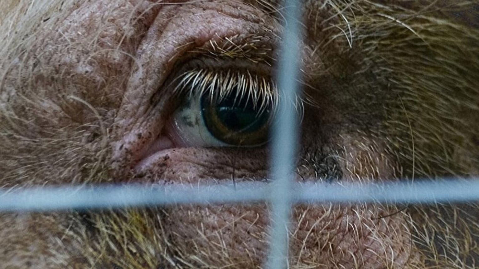 Documentaire over schokkende misstanden in Britse varkenshouderijen nu te zien op Netflix