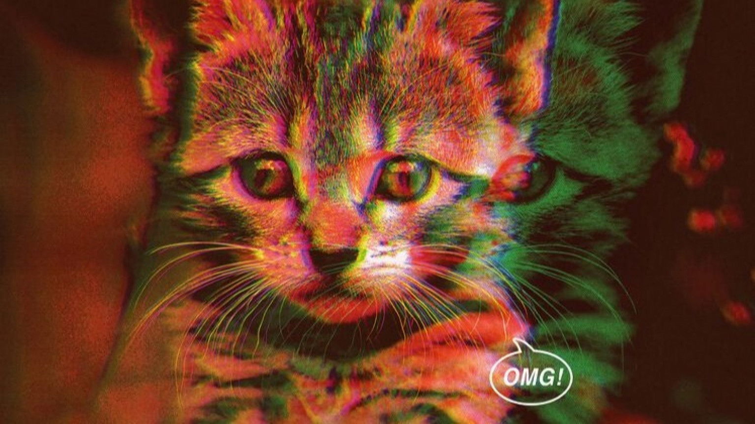 'CatVideoFest' is terug: 70 minuten lang kattenfilmpjes op het witte doek