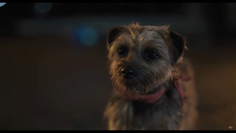 Hond neemt wraak op baasje in de trailer van nieuwe bioscoopfilm 'Strays'