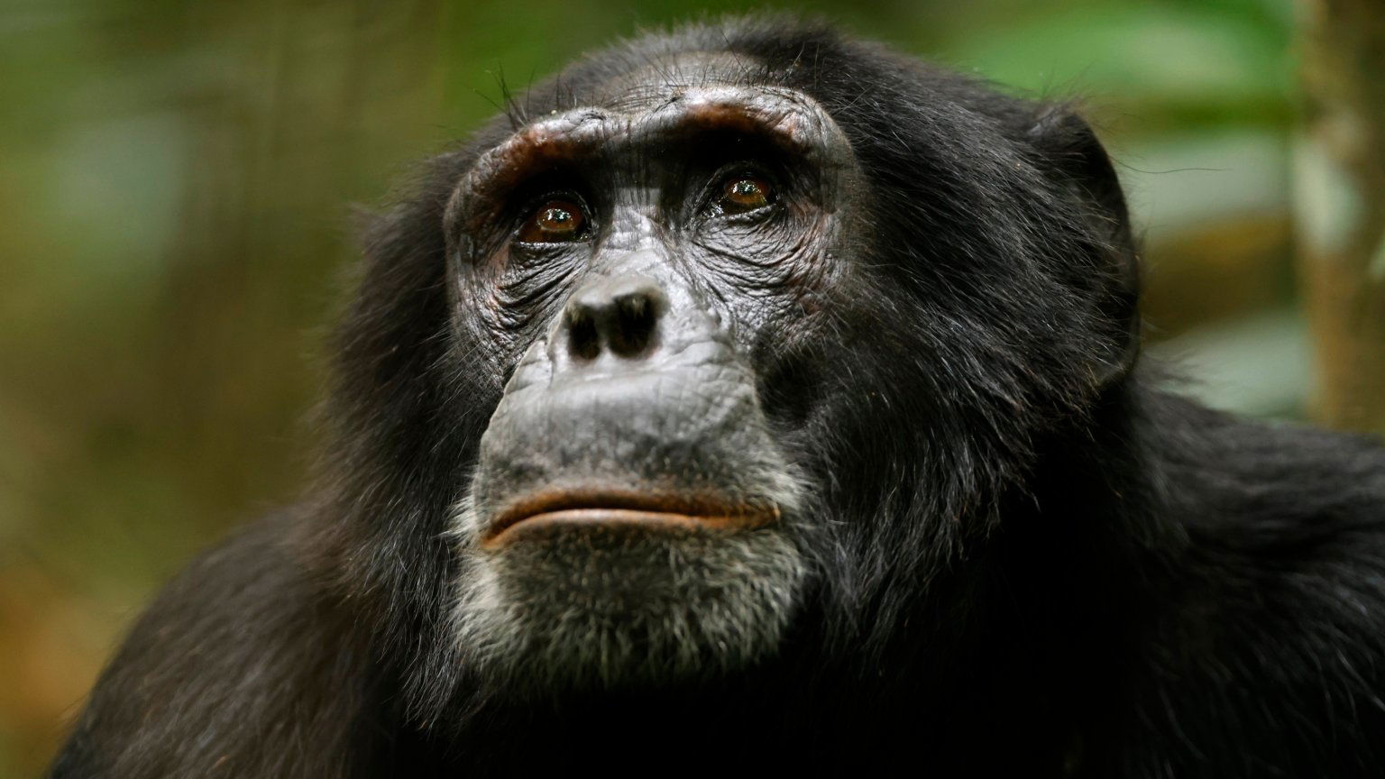 'My Octopus Teacher'-regisseur komt met nieuwe natuurdocu: 'Chimp Empire'