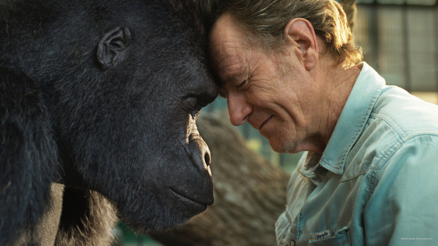 Nieuw op Disney+: 'The One and Only Ivan' met Sam Rockwell en Angelina Jolie