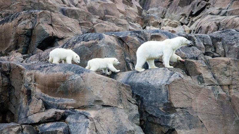 Still 'Our Planet II' via Ed Charles/Netflix