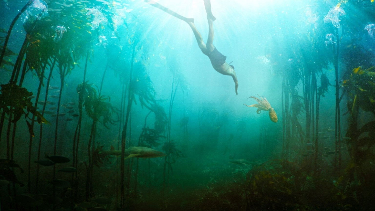 Vanaf vandaag op Netflix: documentaire 'My Octopus Teacher'