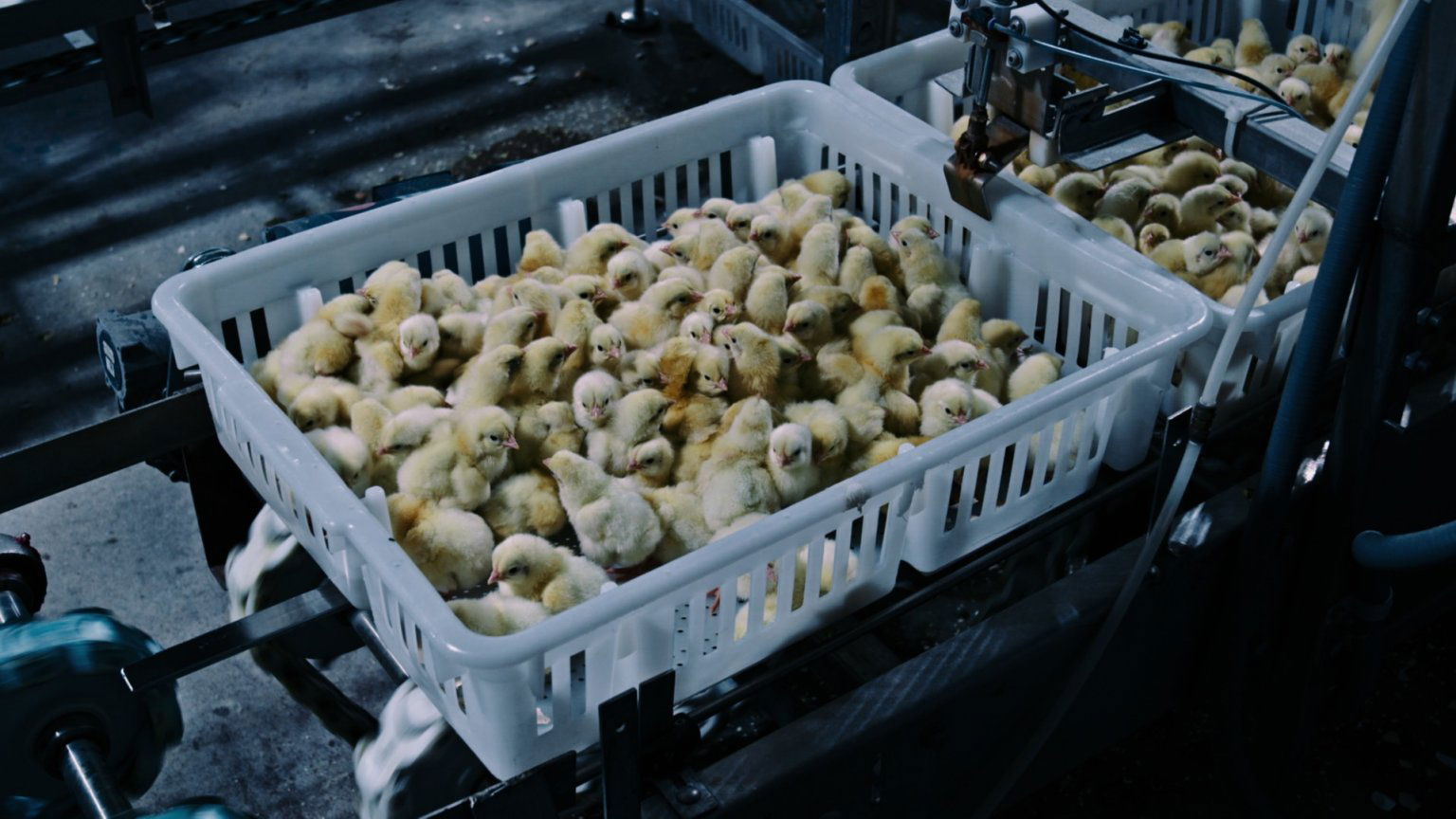 Kijkers verliezen hun eetlust door deze nieuwe docu op Netflix