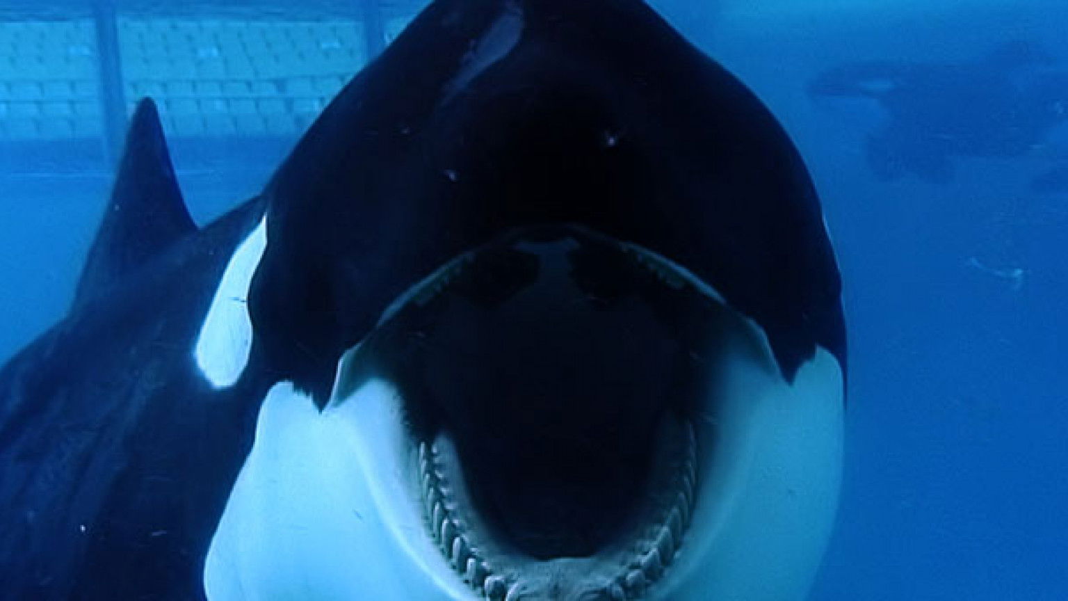 Recensie 'Blackfish'