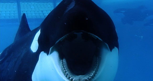 Recensie 'Blackfish'